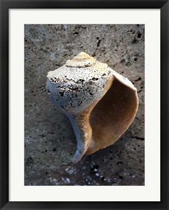 Framed Gifts of the Shore V Print