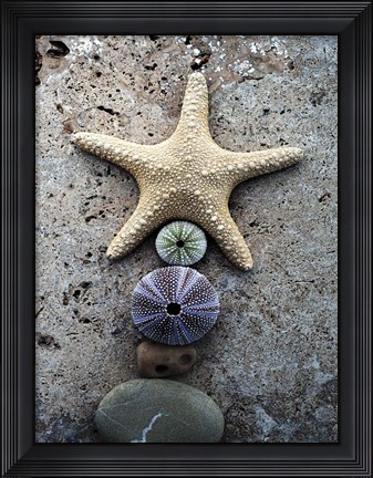 Framed Gifts of the Shore VII Print
