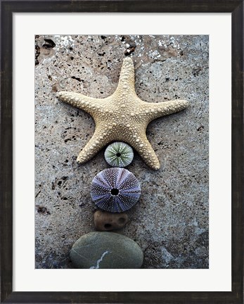 Framed Gifts of the Shore VII Print