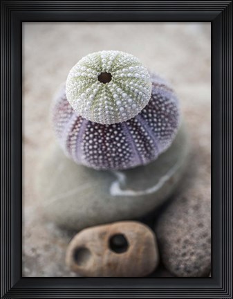 Framed Gifts of the Shore VIII Print