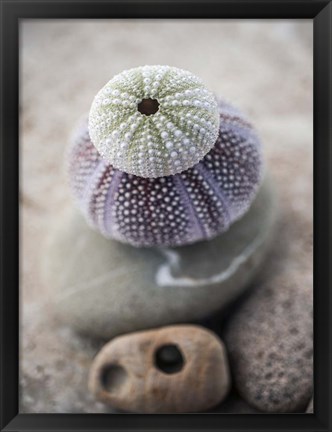 Framed Gifts of the Shore VIII Print