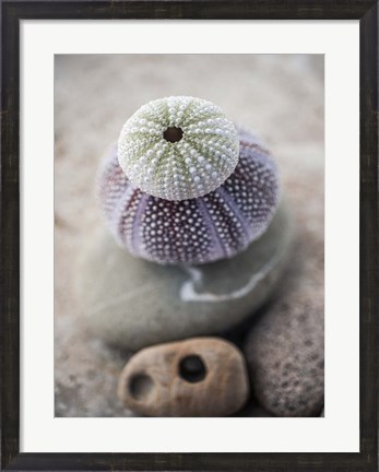 Framed Gifts of the Shore VIII Print