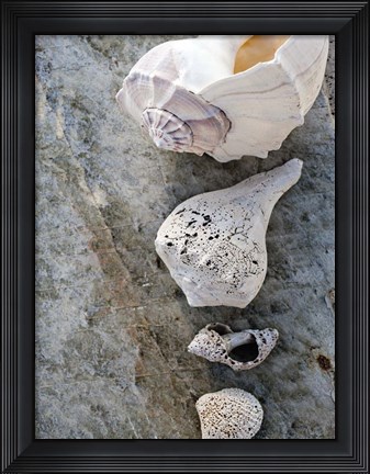 Framed Gifts of the Shore IX Print