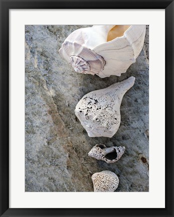 Framed Gifts of the Shore IX Print