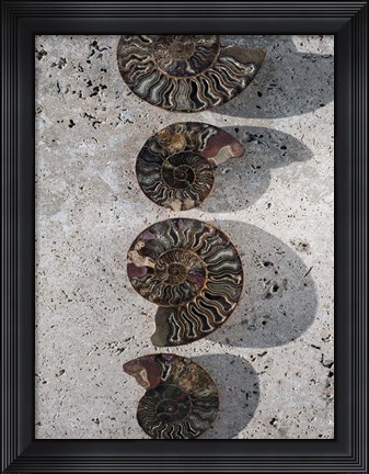 Framed Gifts of the Shore XII Print