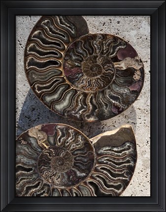 Framed Gifts of the Shore XIII Print