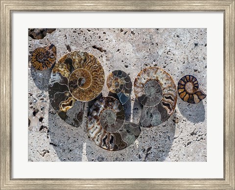 Framed Gifts of the Shore XIV Print
