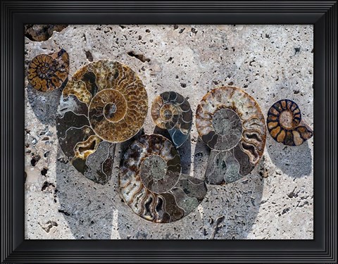 Framed Gifts of the Shore XIV Print