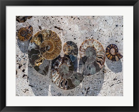 Framed Gifts of the Shore XIV Print