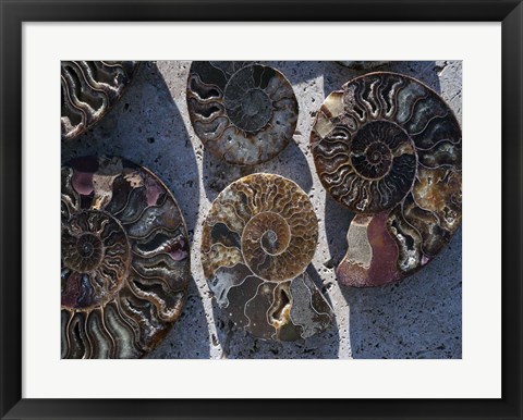 Framed Gifts of the Shore XV Print