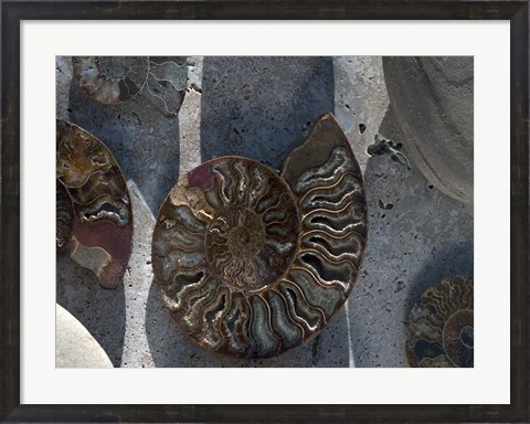 Framed Gifts of the Shore XVI Print