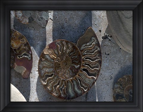 Framed Gifts of the Shore XVI Print