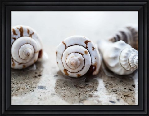 Framed Gifts of the Shore XVIII Print