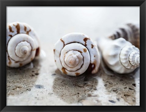 Framed Gifts of the Shore XVIII Print
