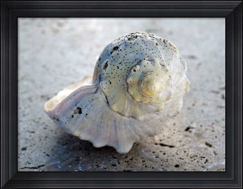 Framed Gifts of the Shore XIX Print