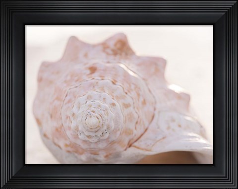 Framed Shell Portrait I Print