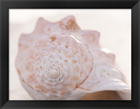 Framed Shell Portrait I Print