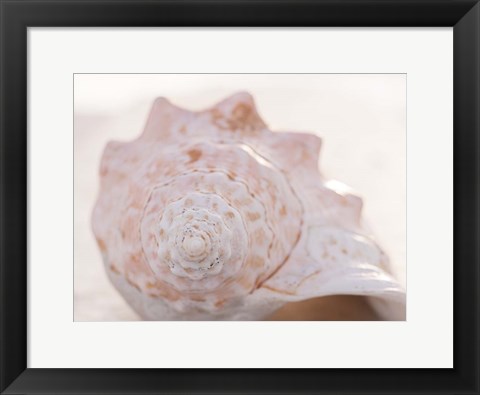 Framed Shell Portrait I Print