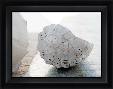 Framed Shell Portrait II Print