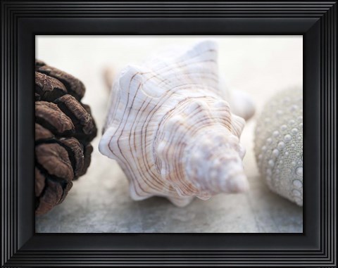 Framed Shell Portrait III Print