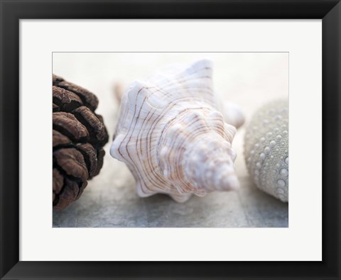 Framed Shell Portrait III Print