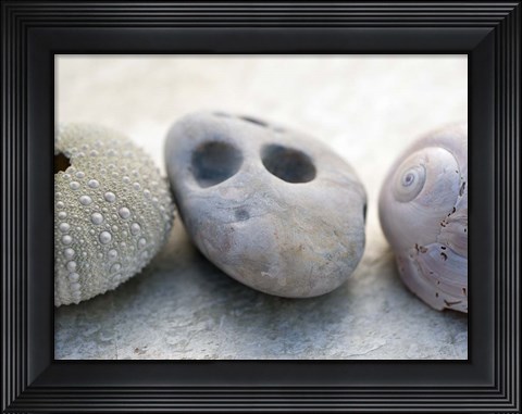 Framed Shell Portrait IV Print