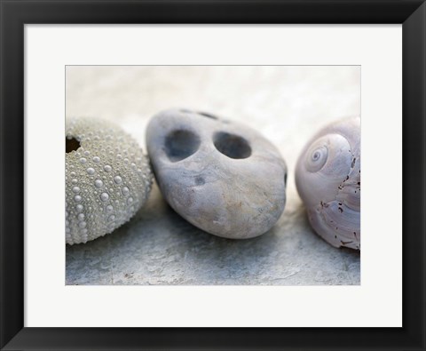 Framed Shell Portrait IV Print