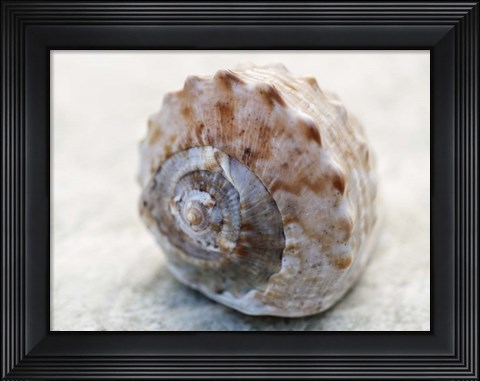 Framed Shell Portrait V Print