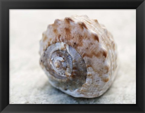 Framed Shell Portrait V Print