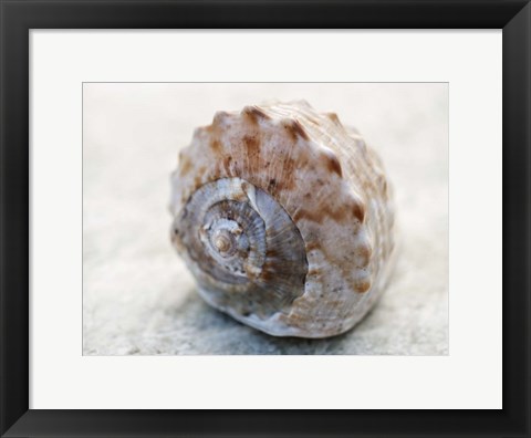 Framed Shell Portrait V Print