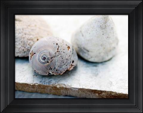 Framed Shell Portrait VI Print
