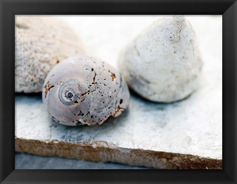 Framed Shell Portrait VI Print