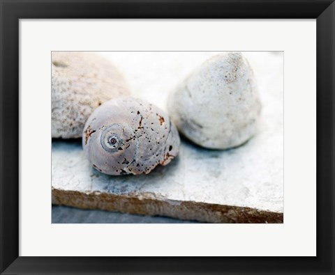 Framed Shell Portrait VI Print