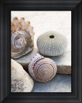 Framed Shell Portrait VII Print