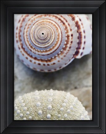 Framed Shell Portrait VIII Print