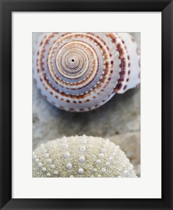 Framed Shell Portrait VIII Print