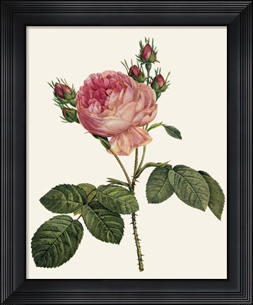 Framed Redoute&#39;s Rose I Print