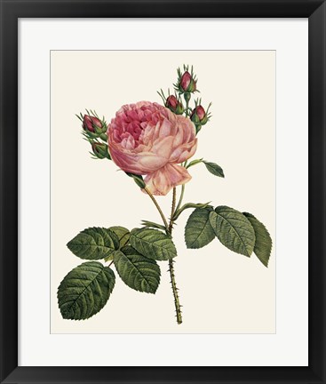 Framed Redoute&#39;s Rose I Print