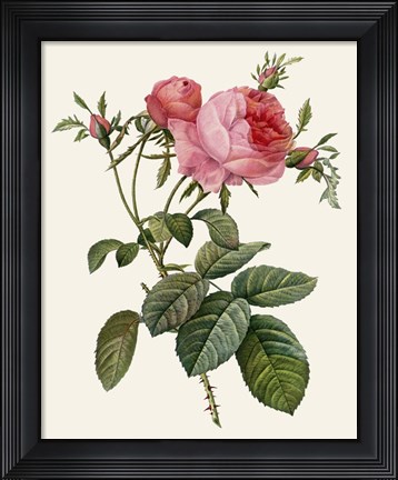 Framed Redoute&#39;s Rose II Print