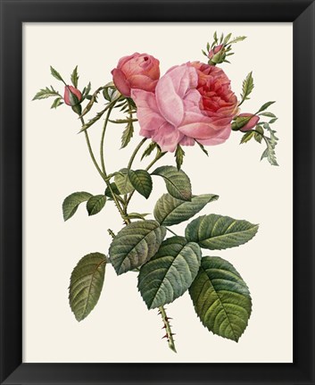 Framed Redoute&#39;s Rose II Print