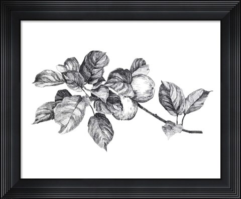 Framed Apple Etching I Print