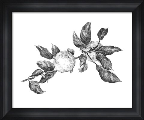 Framed Apple Etching II Print