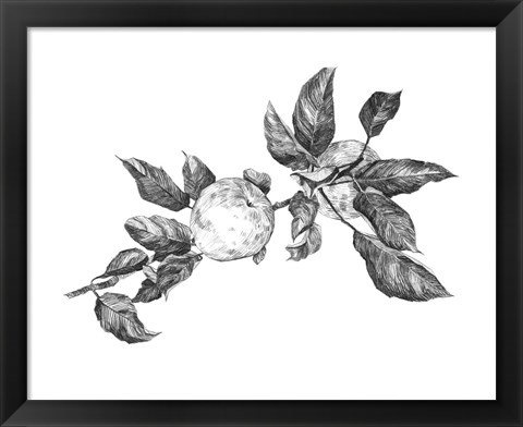 Framed Apple Etching II Print