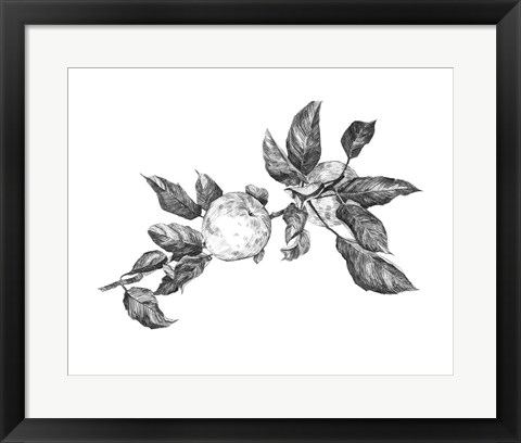 Framed Apple Etching II Print