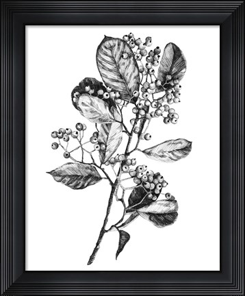 Framed Hawthorn Berry Branch I Print