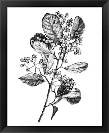 Framed Hawthorn Berry Branch I Print