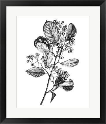 Framed Hawthorn Berry Branch I Print