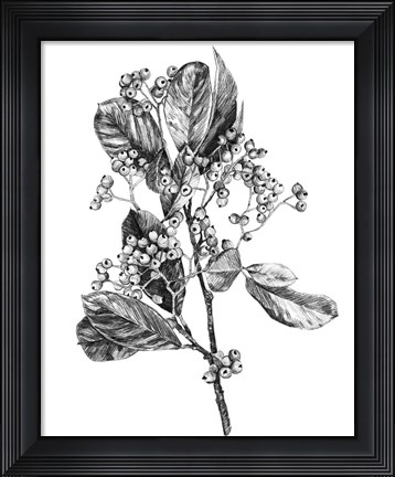 Framed Hawthorn Berry Branch II Print