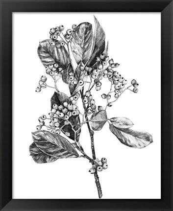 Framed Hawthorn Berry Branch II Print
