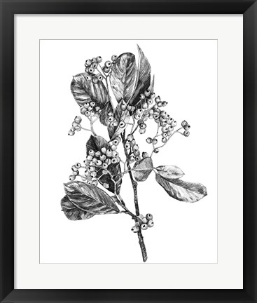 Framed Hawthorn Berry Branch II Print